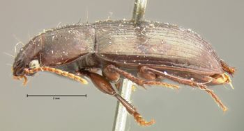 Media type: image;   Entomology 7386 Aspect: habitus lateral view